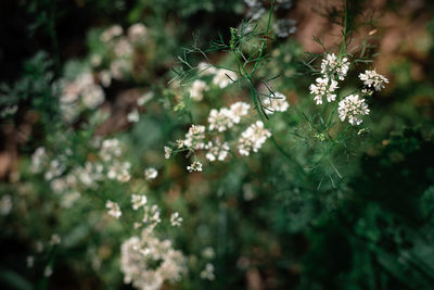 Close-up of flowering plant