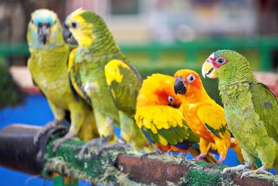 Close-up of parrot