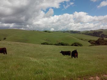 Cows grazing in a field