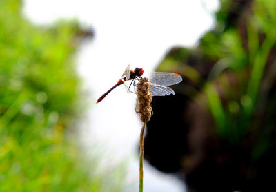 Close-up of insect on flower