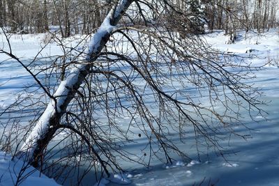 Bare trees on frozen landscape against sky