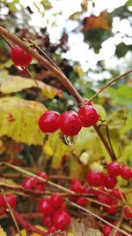 Close-up of cherries growing on branch