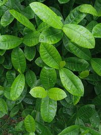 High angle view of raindrops on leaves