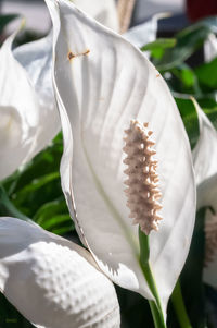 Close-up of white rose flower