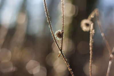 Close-up of spider web on plant