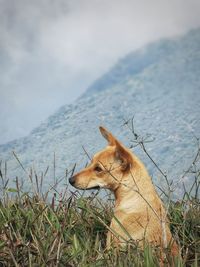 Close-up of dog on field