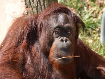 Close-up portrait of a monkey