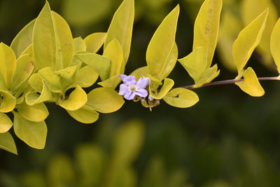 Close-up of purple flowering plant