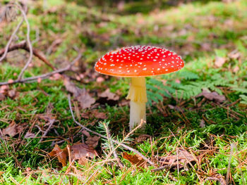 Close-up of fly agaric mushroom on field