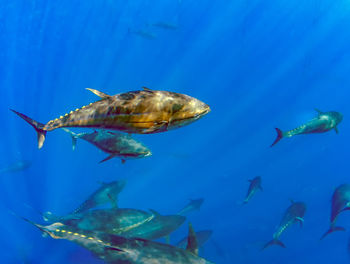 Atlantic bluefin tuna 