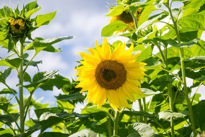 Close-up of yellow flowering plant