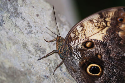 Close-up of butterfly