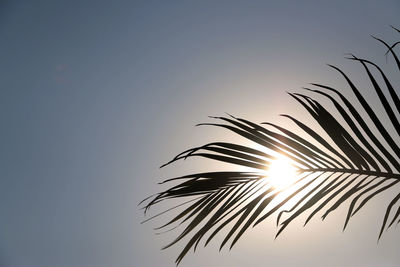 Low angle view of palm leaf against sky