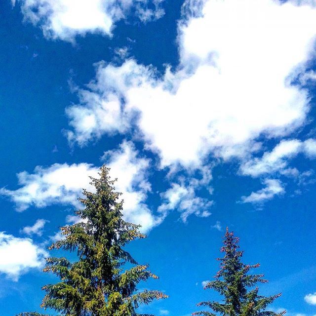 low angle view, blue, sky, tree, cloud - sky, tranquility, beauty in nature, nature, cloud, growth, scenics, high section, day, outdoors, treetop, tranquil scene, branch, no people, cloudy, palm tree