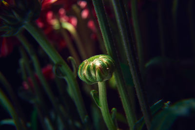 Close-up of snail on plant