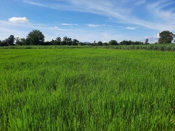 Scenic view of agricultural field against sky