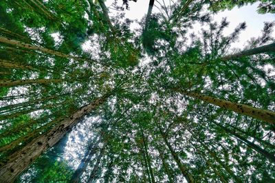 Low angle view of trees in forest against sky