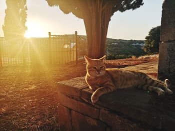 Cat resting on a tree