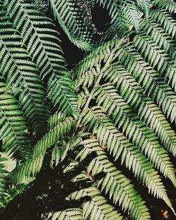 High angle view of ferns