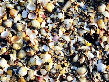 Full frame shot of seashells on beach