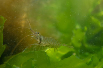 Close-up of a shrimp in sea