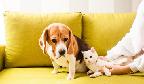 Portrait of puppy relaxing on sofa