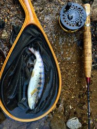 High angle view of fish in container by fishing rod on field