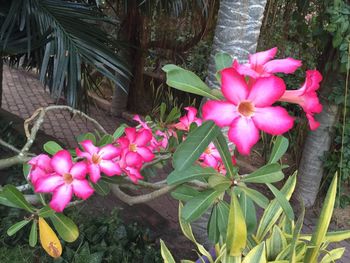 Close-up of pink flowers