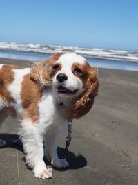 View of dog on beach