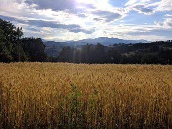 Scenic view of agricultural field against sky