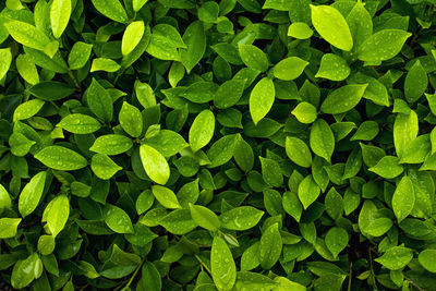 Full frame shot of green leaves