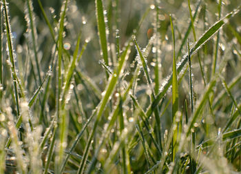 Close-up of water drops on plants