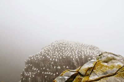 White birds perching on rock formation during foggy weather
