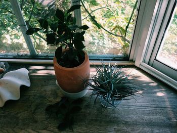 Potted plants on tree trunk