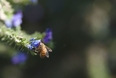 Close-up of bee on flower