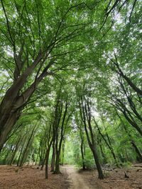 Footpath amidst trees in forest