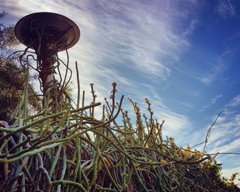 Low angle view of plants against sky