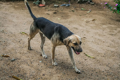 High angle view of stray dog walking