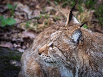 Close-up of a lynx lying on land