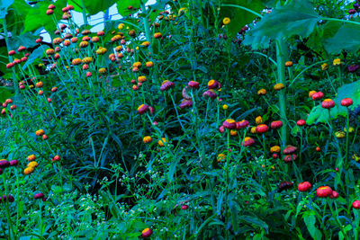 Close-up of berries on plant