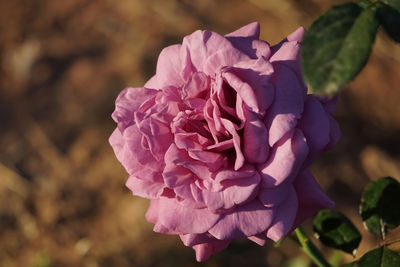 Close-up of pink rose