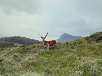 Scottish deer