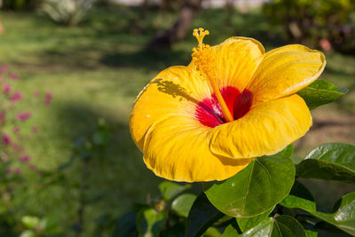 Close-up of yellow hibiscus flower