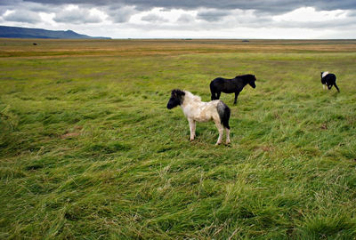 View of dogs on grassy field against sky