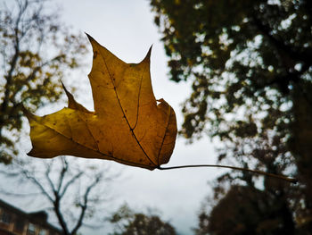 Low angle view of maple leaves against sky