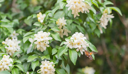 Orange jessamine in the garden with hummingbird hawk moth searching for nectar.