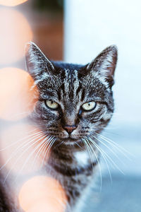 Close-up portrait of cat