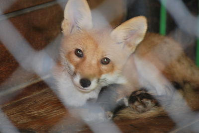 High angle portrait of dog relaxing on floor