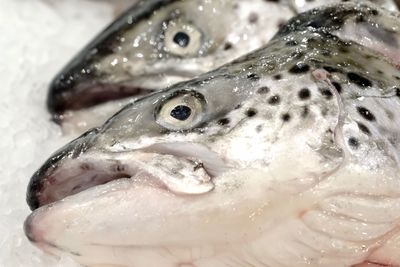 Close-up of fish for sale in market