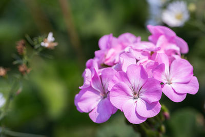 Close-up of pink flowering plant